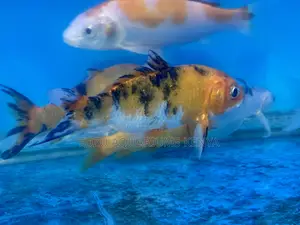 Koi Fish That Swim With Style