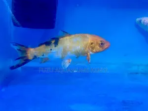 Let Koi Fish Bring Peace to Your Space