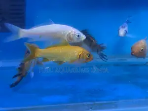 Koi Fish – Ideal for Home and Office Aquariums