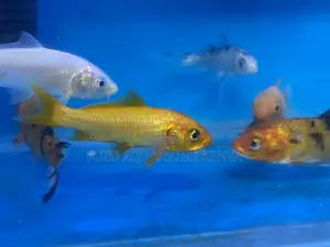 Koi Fish – A Symbol of Good Luck and Beauty