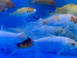 From Nairobi to Your Tank – Koi Fish Delivery