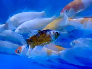 Lively Goldfish That Kids Will Love