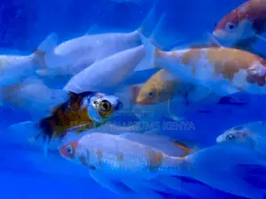 Goldfish for Freshwater Aquariums
