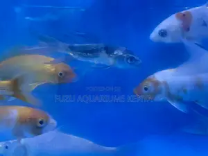 Beautiful Koi Fish – Handpicked for You