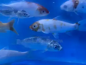Start Your Koi Fish Collection Today