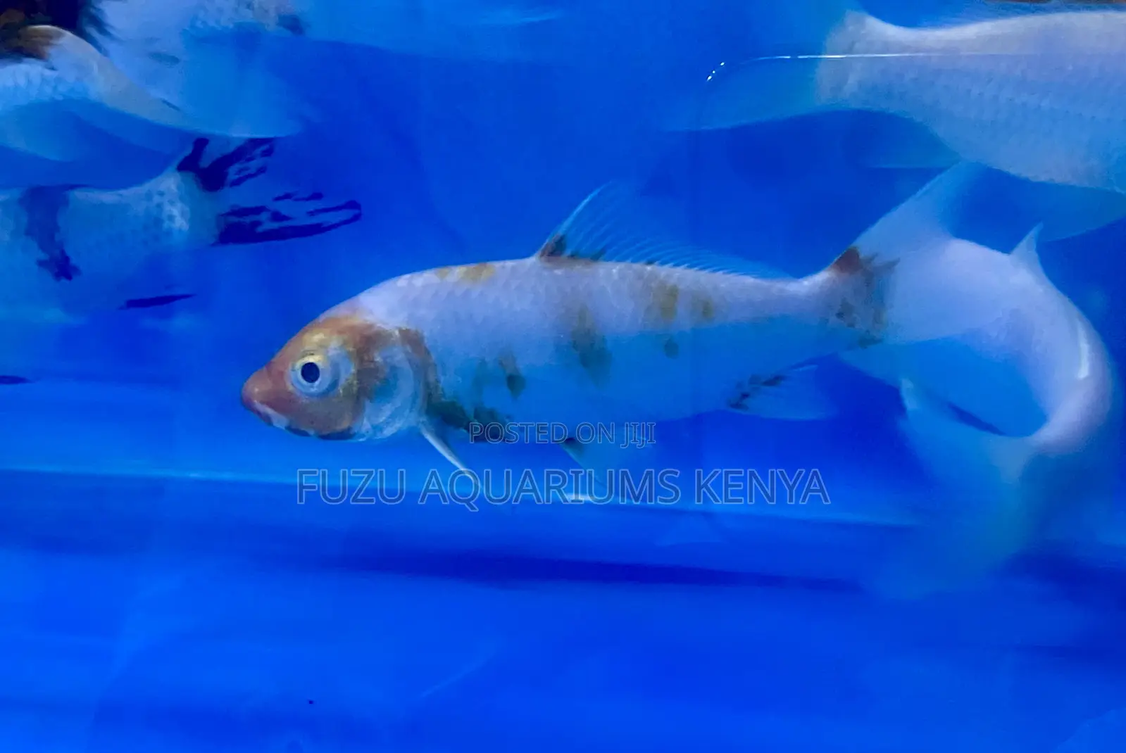 Nairobi’S Top Source for Koi Fish