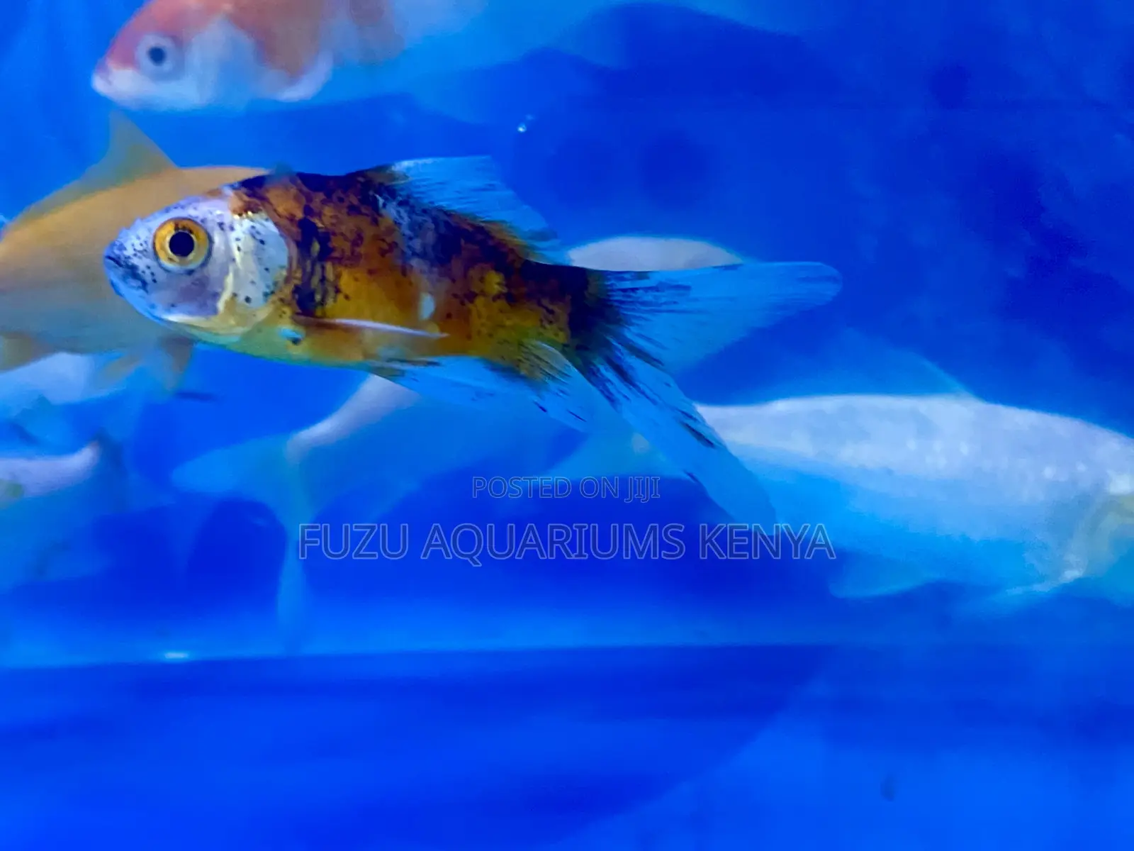 Elegant Koi Fish Ready