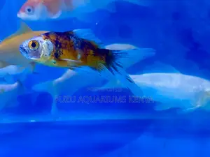 Elegant Koi Fish Ready