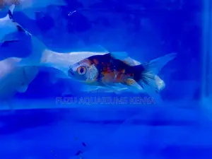 Goldfish That Are Easy to Maintain