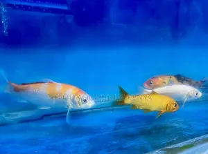 Graceful Koi Fish for a Peaceful Aquarium