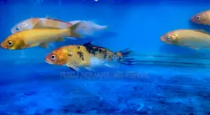 Add Color to Your Tank With Beautiful Koi Fish