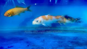 Premium Quality Koi Fish – Now Available