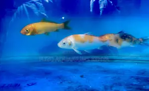 Healthy, Vibrant Koi Fish Delivered From Nairobi