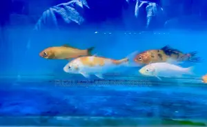 Koi Fish That Bring Life and Beauty to Your Space