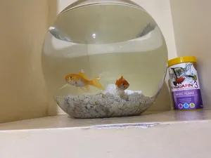 Fish Bowls With Goldfish