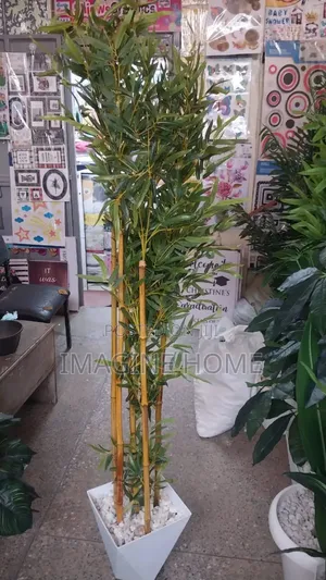 Bamboo Plants