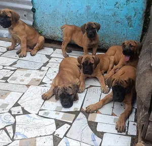 1-3 months Female Purebred Boerboel