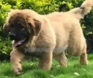 1-3 months Male Purebred Caucasian Shepherd
