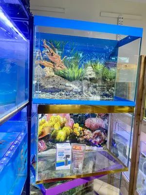 2ft Aquarium With Amazing Visual Appeal