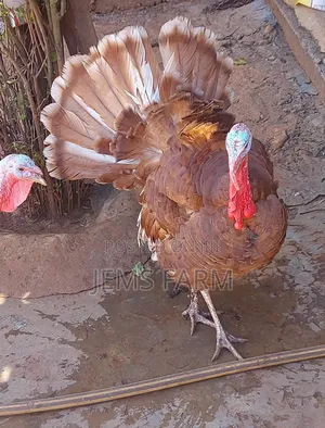 Mature Red Bourbon Turkey Male