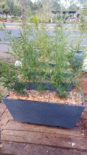 Potted Bamboo Plants in a Flowervase