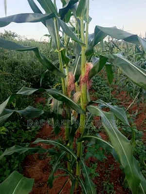 Three (3) Prime Acres at Masii Machakos