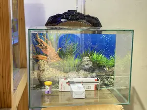Desktop Aquarium – 2ft of Serene Vibes