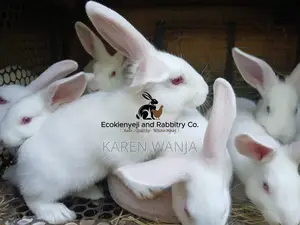 Rabbits, Rabbit Meat Rabbit Products
