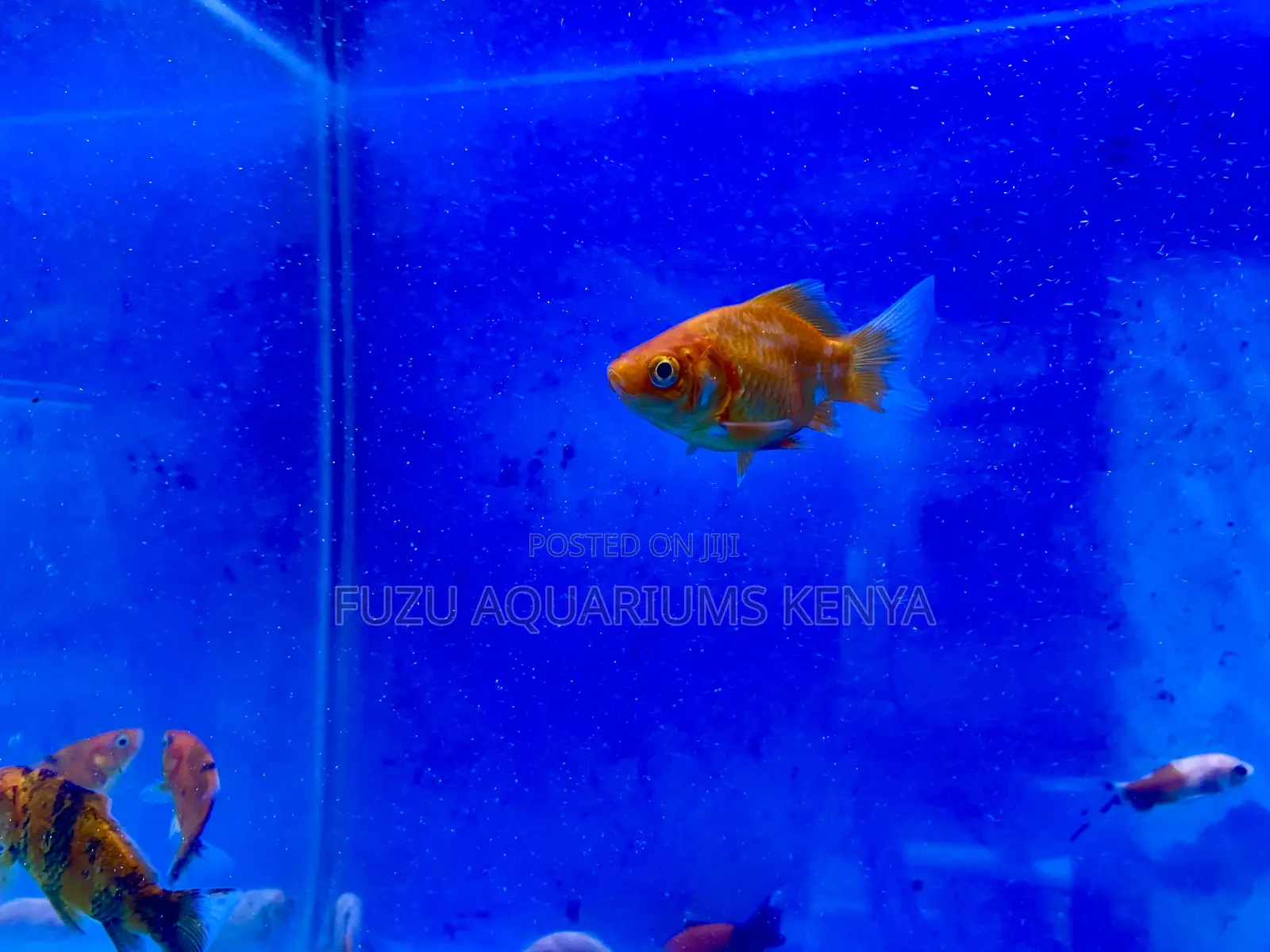 Fancy Goldfish – Great for Beginners Pros