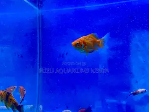 Fancy Goldfish – Great for Beginners Pros