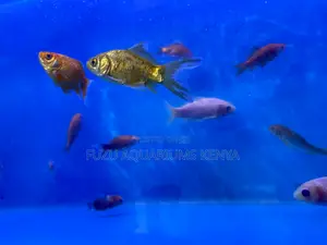 Live Mixed Goldfish – Vibrant Active Swimmers