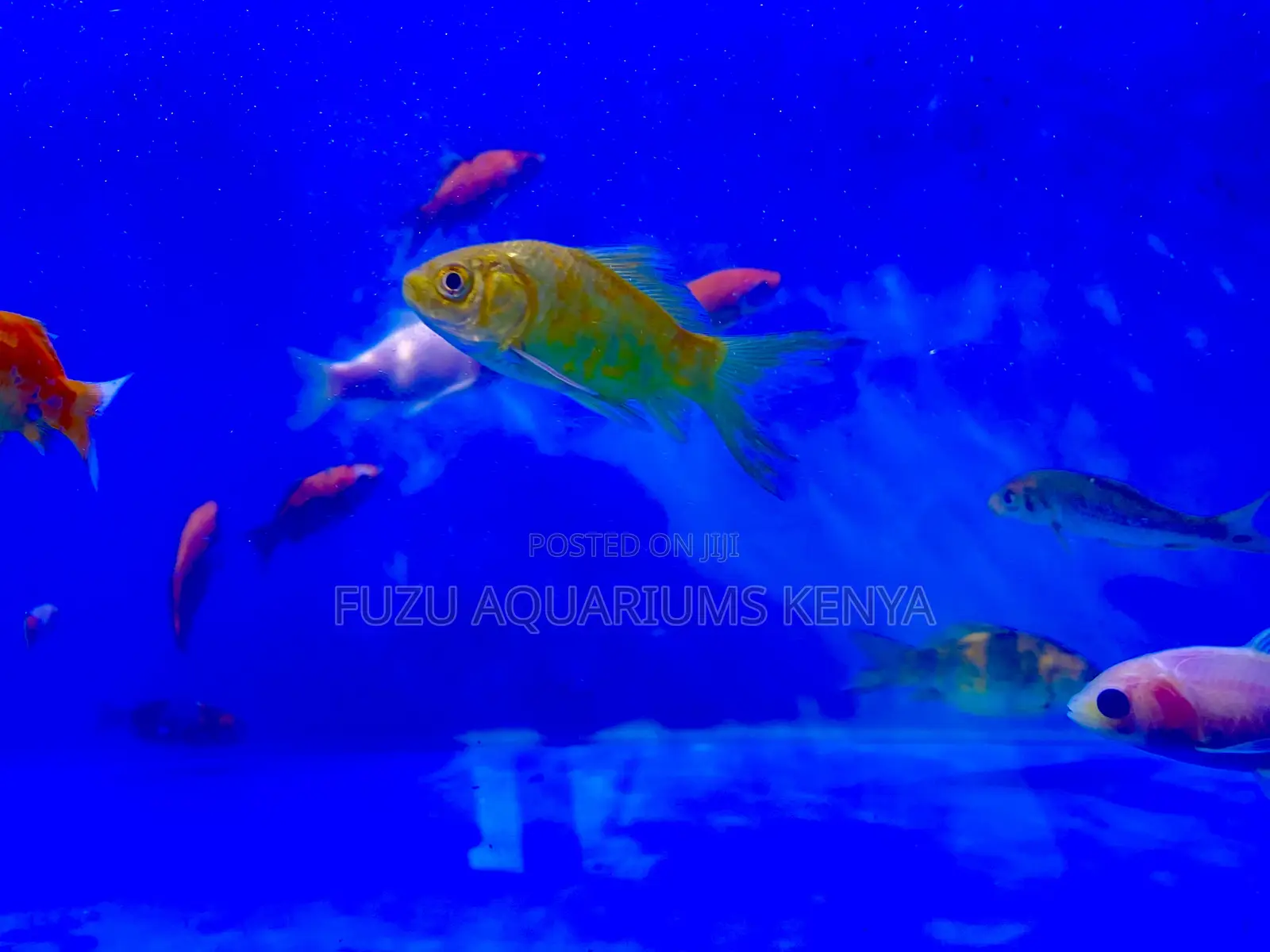 Ornamental Mixed Goldfish – Eye-Catching Aquarium Stars