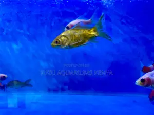 Top-Quality Mixed Goldfish – Great Variety Size