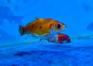 Healthy Mixed Goldfish – Beginner Friendly
