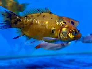 Brighten Your Tank With Colorful Goldfish