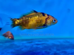 Fancy Mixed Goldfish for Sale – Limited Stock