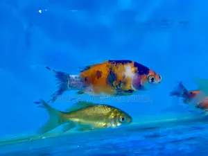 Goldfish Variety Pack – Color Character
