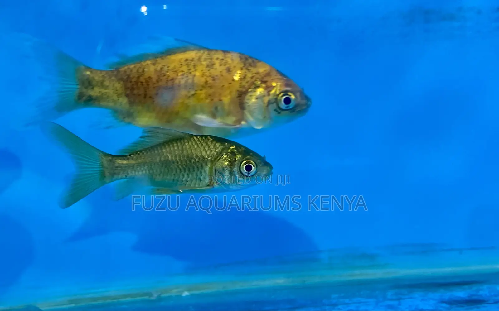 Ornamental Mixed Goldfish – Peaceful Playful