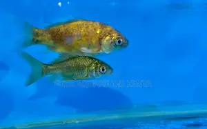 Ornamental Mixed Goldfish – Peaceful Playful
