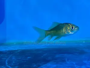 Live Goldfish Mix – Easy to Care For