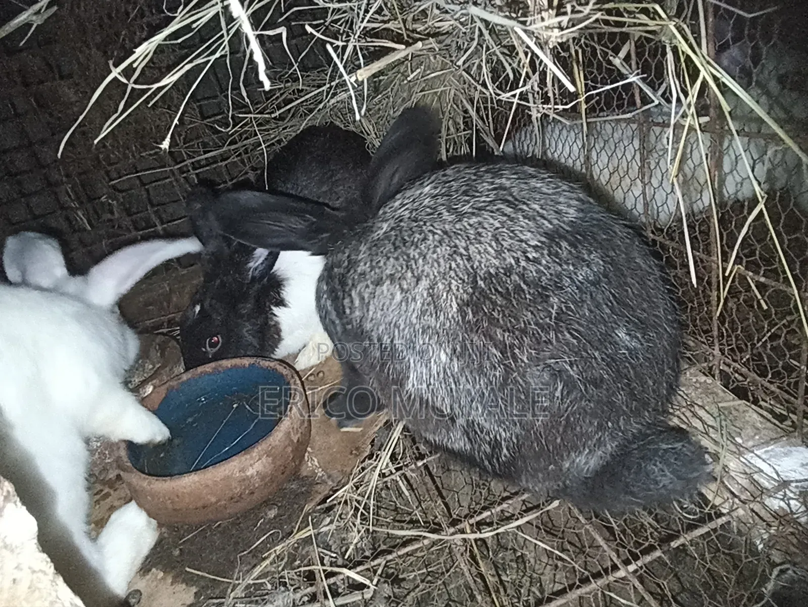 Rabbit Farming