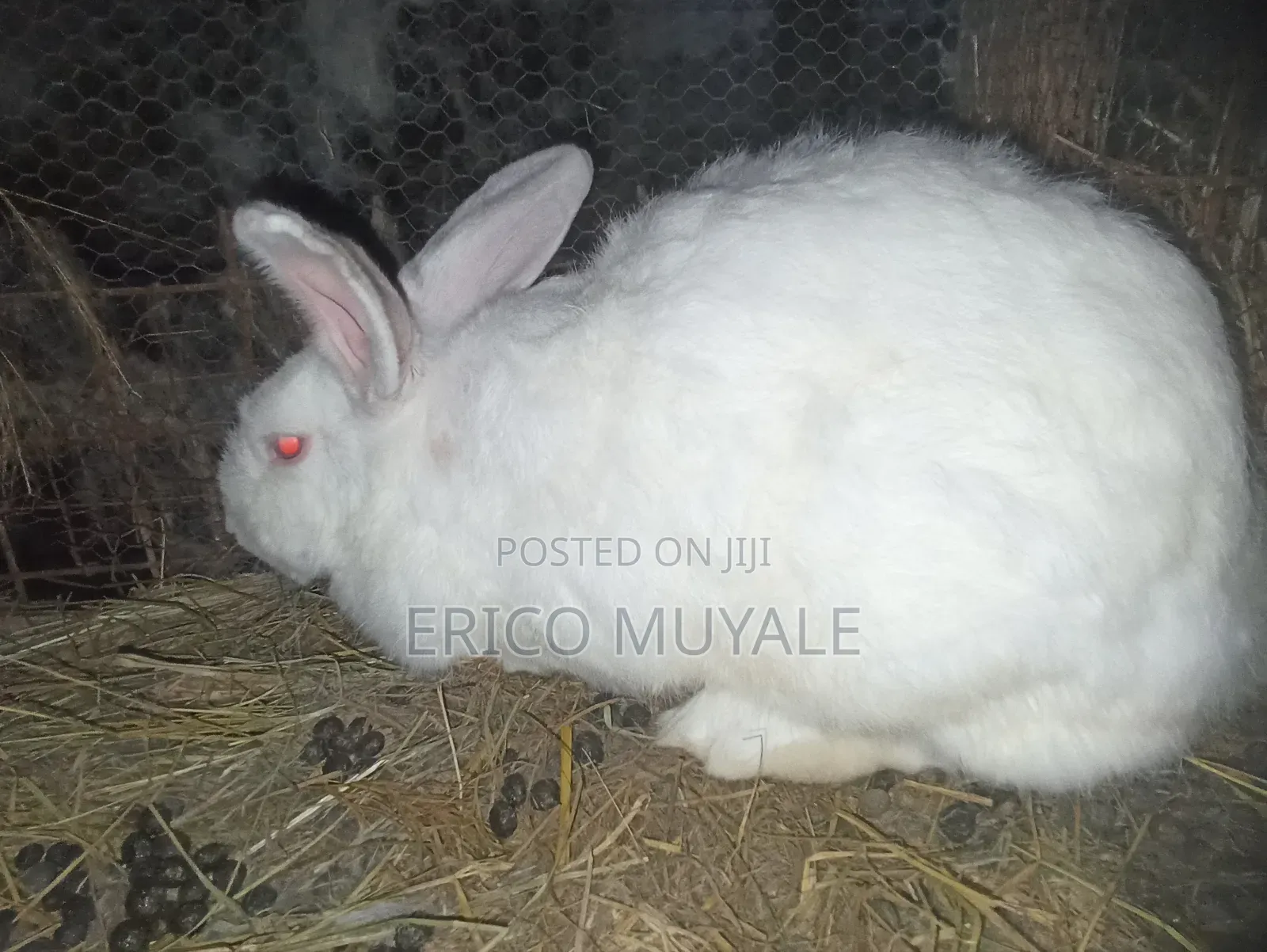 Rabbit Farming