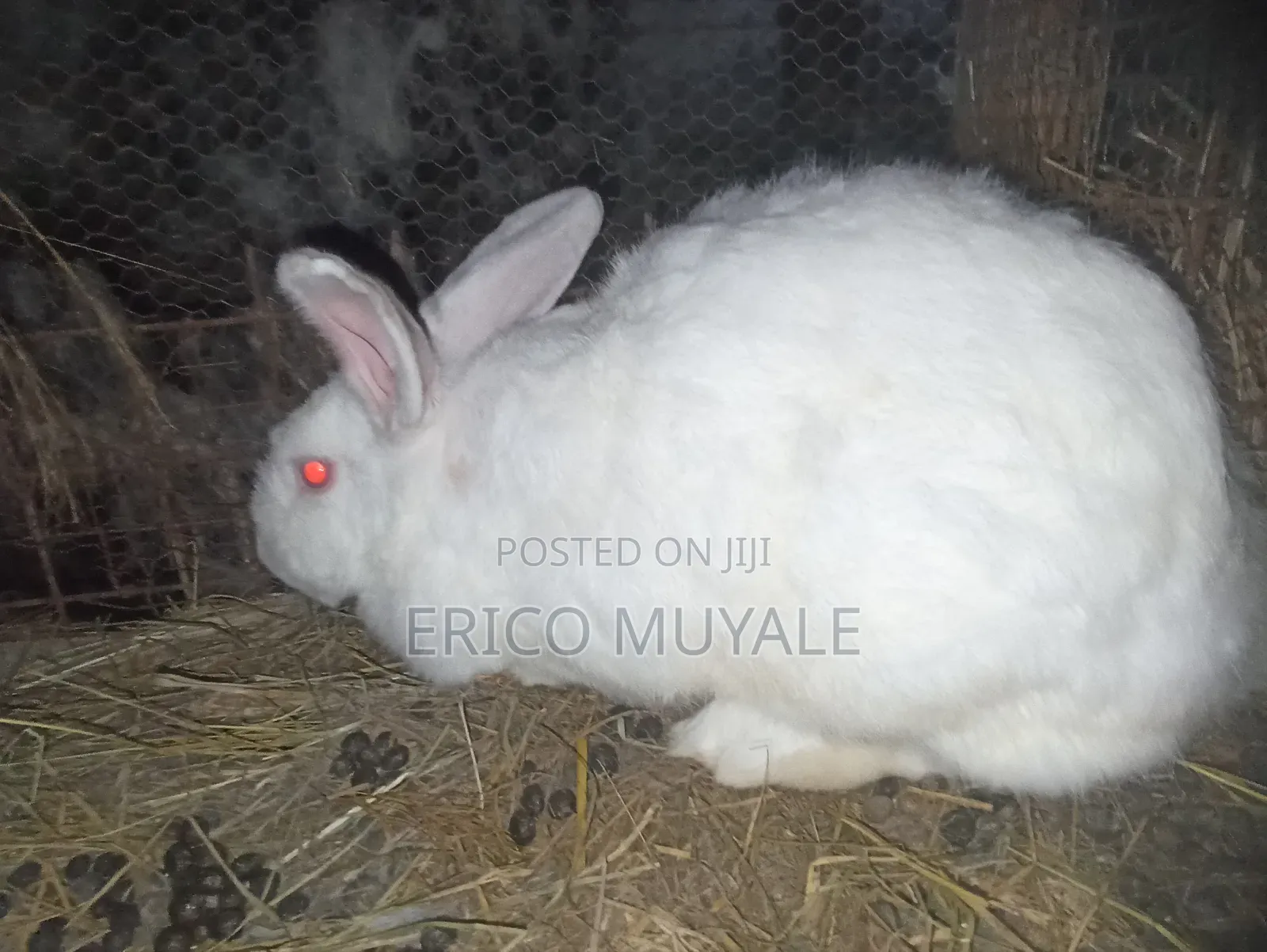 Rabbit Farming