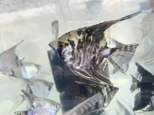 Vibrant Angelfish – Add Elegance to Your Tank