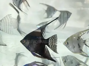 Stunning Angelfish for Sale – Limited Stock