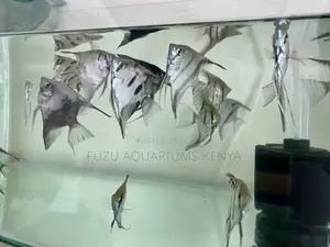 Angelfish That Light Up Your Aquarium