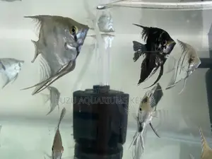 Calm Colorful Angelfish for Home Aquariums