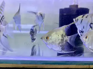 Tall Finned Angelfish – Eye-Catching and Graceful