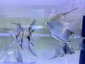 Beautiful Angelfish – Ideal for Freshwater Tanks
