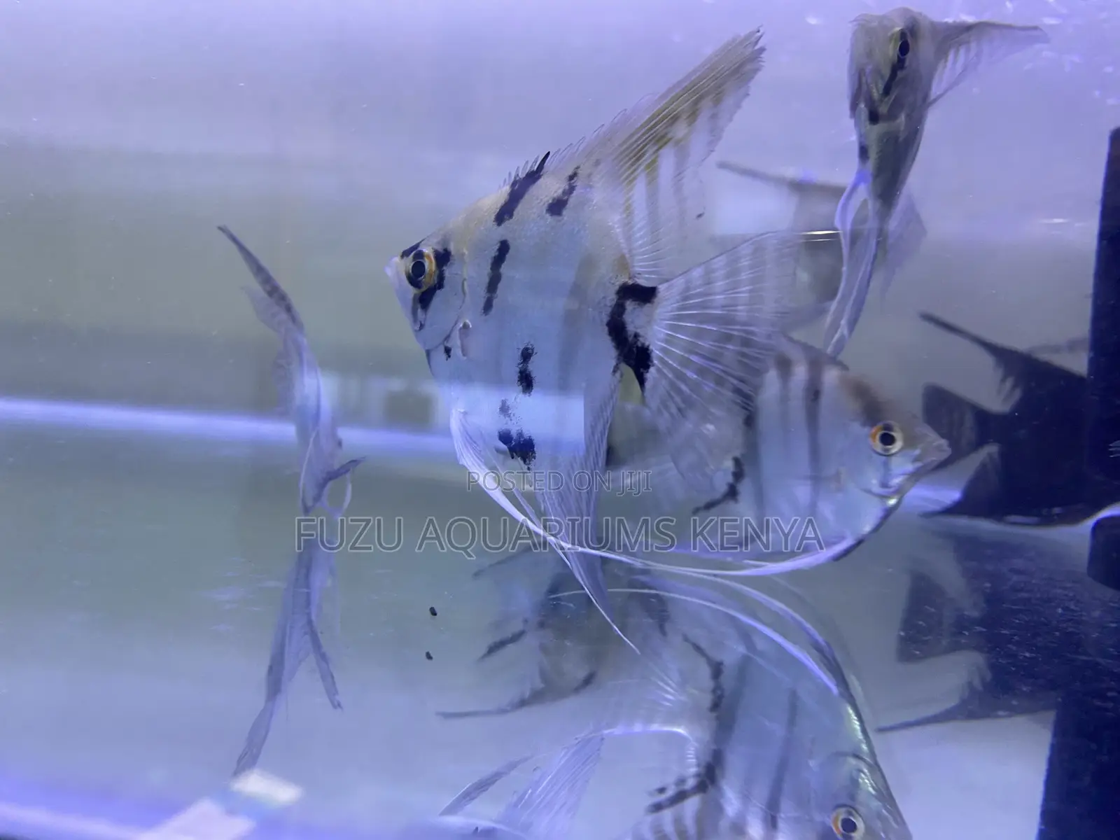 Live Angelfish for Sale – Bold and Peaceful